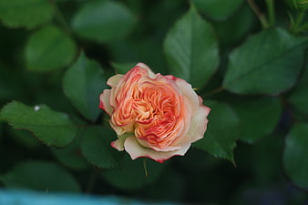 Close-up of a Peach and Pink Rose in a Garden