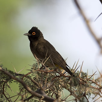 Black-headed Bulbul perched on thorny branch