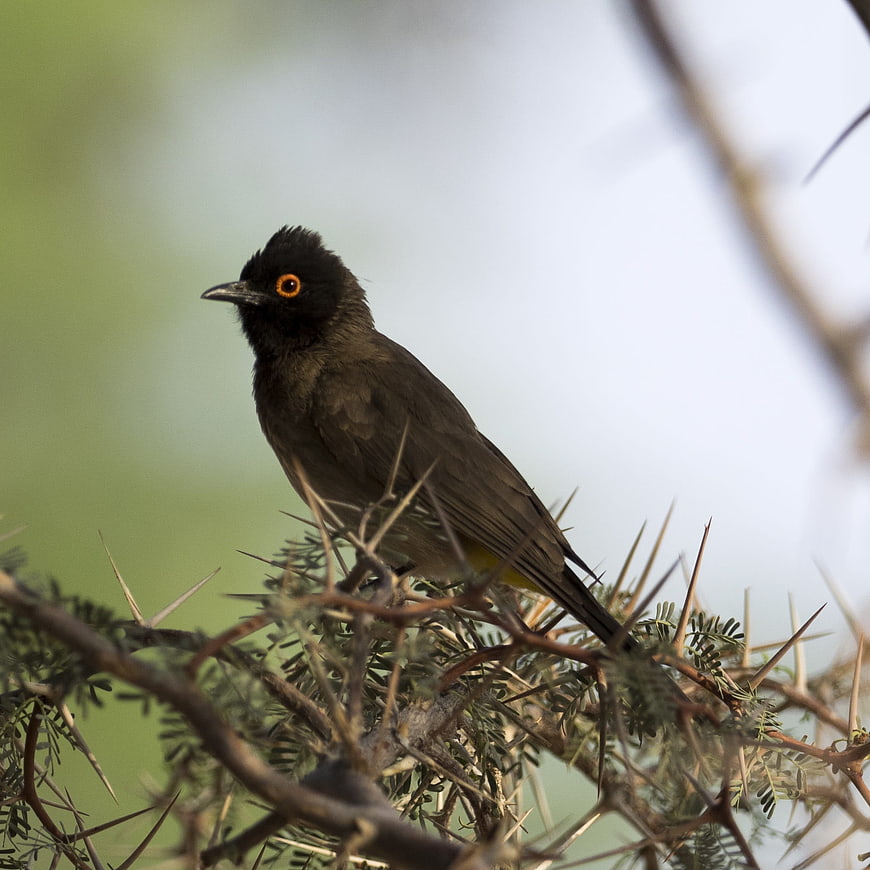 Black-headed Bulbul perched on thorny branch