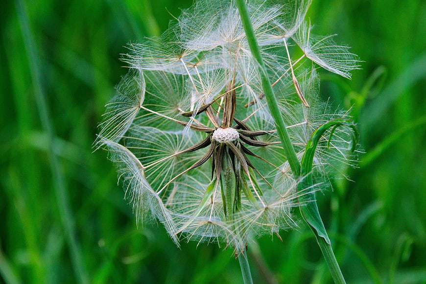 Macro photography of a dandelion seed head in green grass