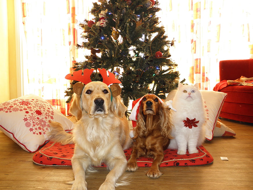 Golden Retriever, Cocker Spaniel, and White Cat in Christmas Hats