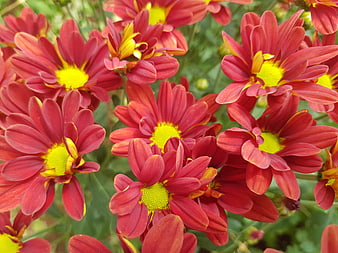 Vibrant Red and Yellow Chrysanthemums in a Garden