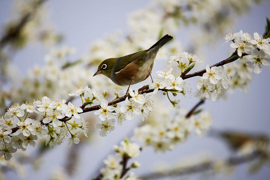 Small bird perched on blooming white cherry blossom branch