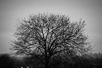 Silhouette of bare tree with birds in black and white