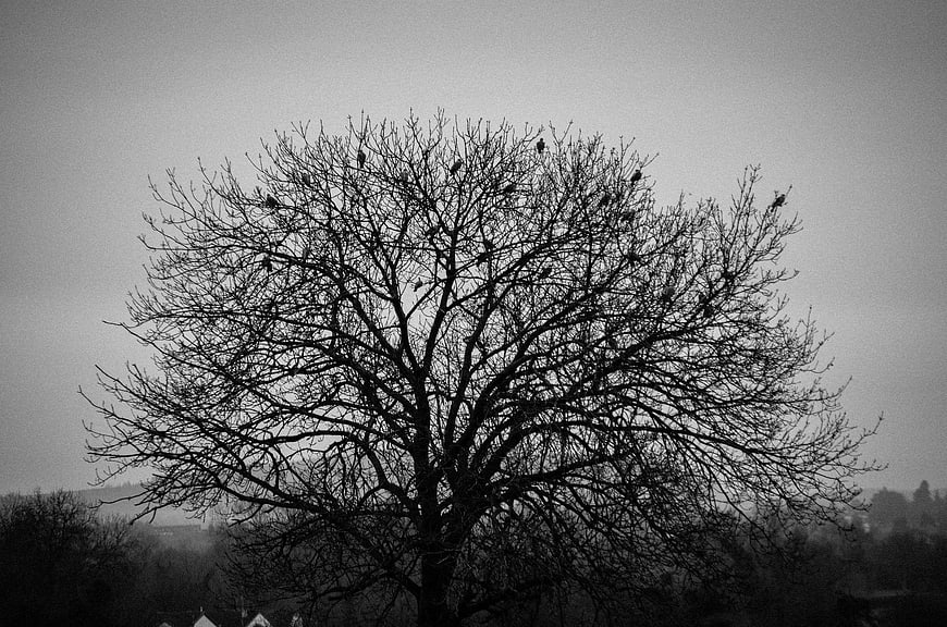 Silhouette of bare tree with birds in black and white