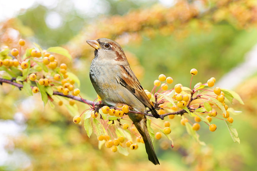 House Sparrow Perched on Branch with Yellow Berries