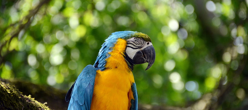 Blue and Yellow Macaw Parrot in Natural Habitat
