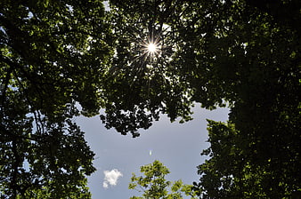 Sun rays shining through green tree canopy against blue sky