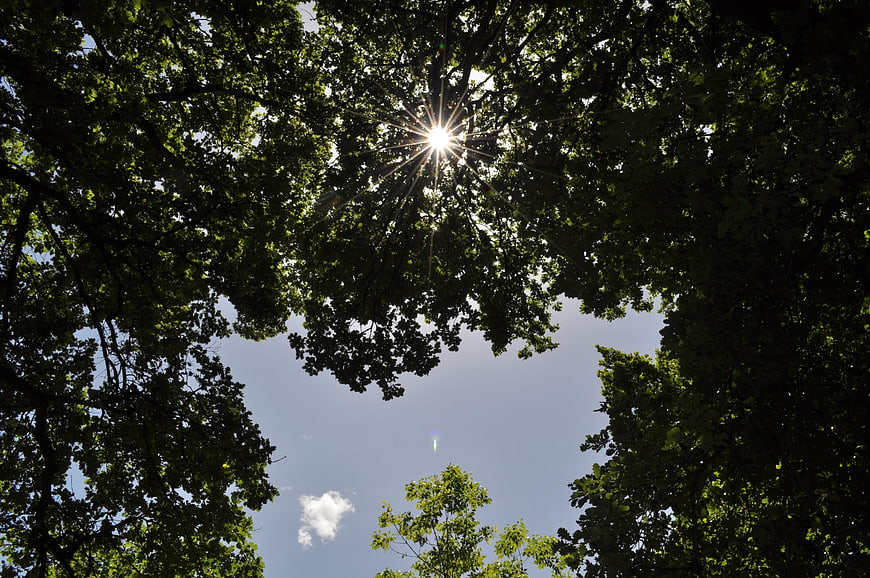 Sun rays shining through green tree canopy against blue sky
