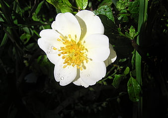 White Rose with Water Drops in Garden