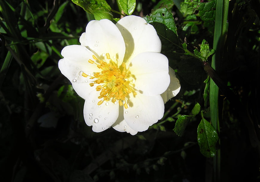 White Rose with Water Drops in Garden