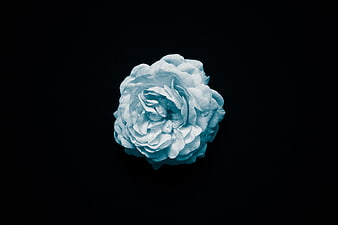 Blue Rose on Black Background