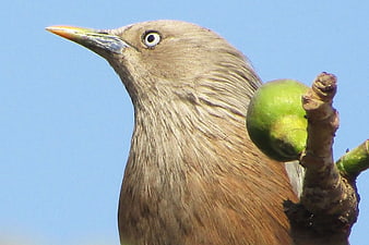 Close-up of Chestnut-tailed Starling on Branch