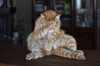 Ginger Tabby Cat Licking Paw On Wooden Table