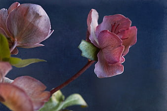 Close-up of pink hellebore flowers on dark blue background