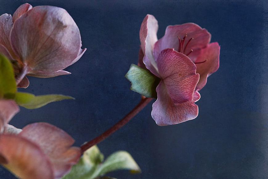 Close-up of pink hellebore flowers on dark blue background