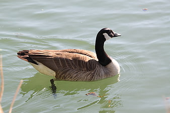 Canada Goose Swimming in Calm Green Water