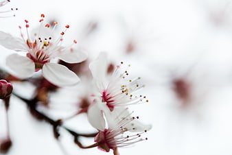 Close-up of delicate white cherry blossoms with pink centers