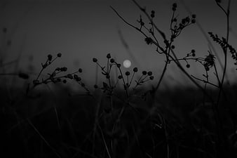 Silhouette of wildflowers with moon in black and white