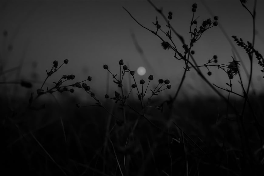 Silhouette of wildflowers with moon in black and white