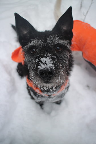 Cute black terrier dog with snow on nose wearing orange coat