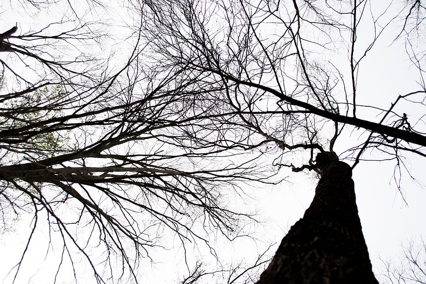 Low angle view of bare tree branches against white sky