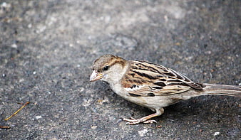 Close-up of a House Sparrow on Concrete Ground