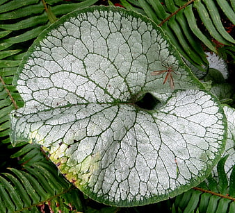 Close-up of silver-veined leaf with intricate pattern and insect