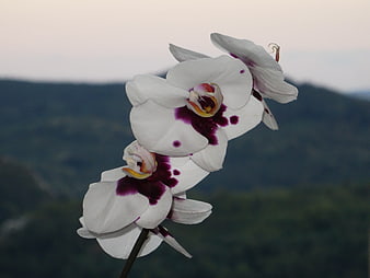 White and Purple Orchid with Blurred Mountain Background