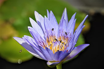 Close-up of purple water lily with bees on yellow center