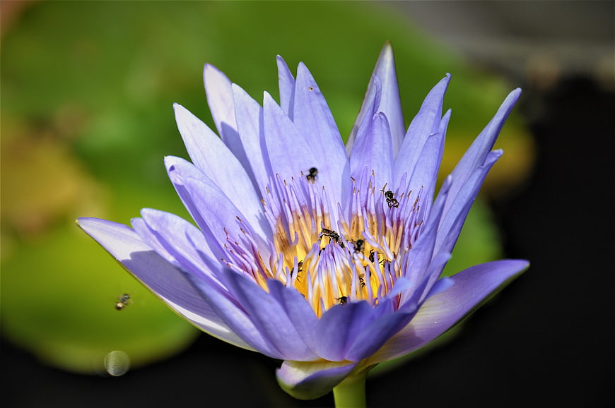 Close-up of purple water lily with bees on yellow center