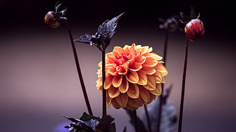 Vibrant Orange Dahlia Flower with Dark Background