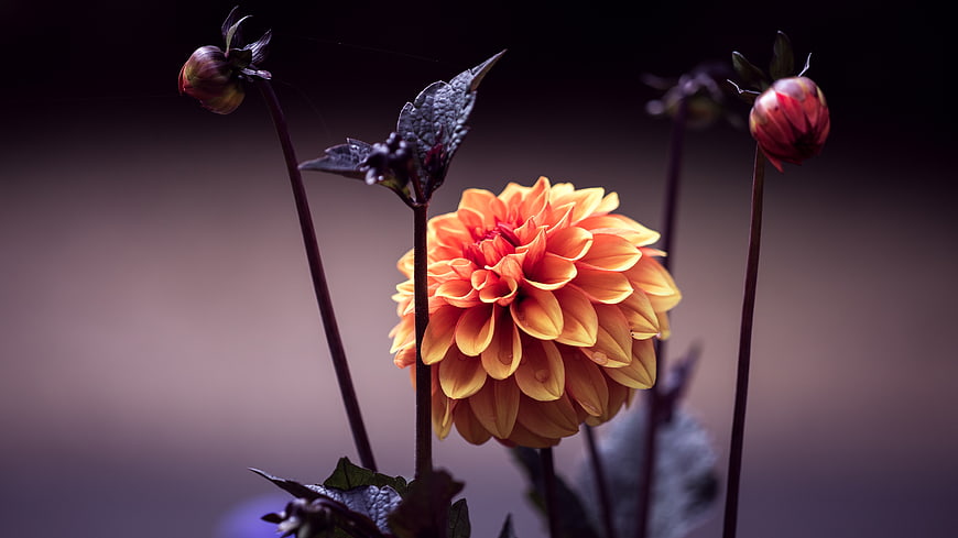 Vibrant Orange Dahlia Flower with Dark Background