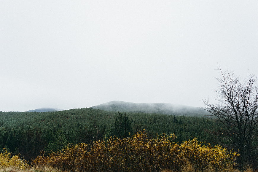 Misty autumn forest landscape with yellow bushes and foggy mountains