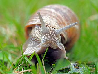 Close-up of a snail crawling on green grass