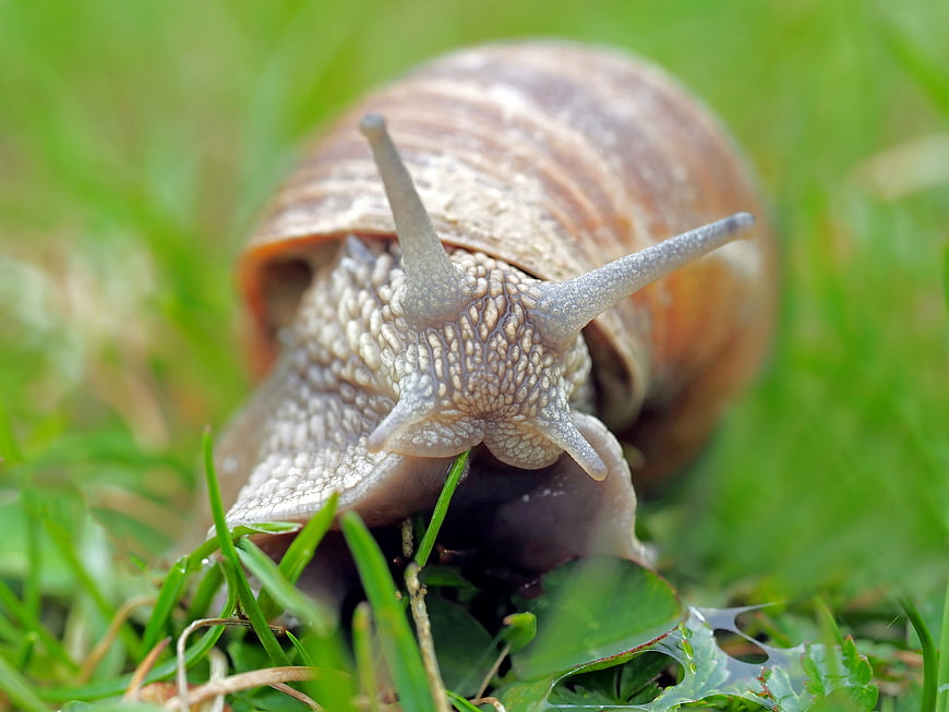 Close-up of a snail crawling on green grass