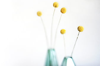 Minimalist yellow craspedia flowers in teal glass vases