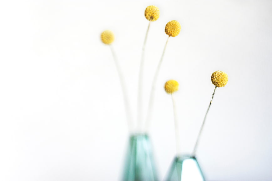 Minimalist yellow craspedia flowers in teal glass vases