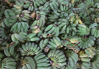 Top view of green plantain bunches at a market