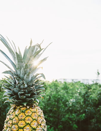 Close-up of pineapple with sun flare against green foliage
