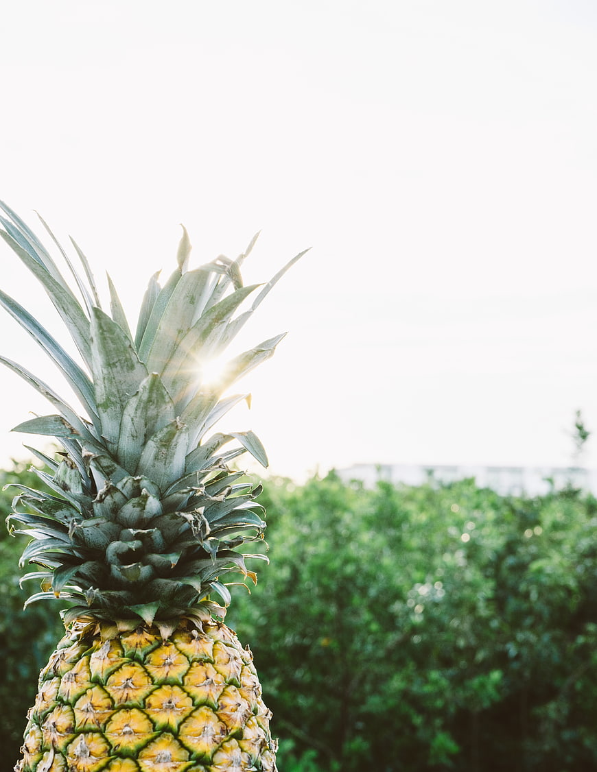Close-up of pineapple with sun flare against green foliage