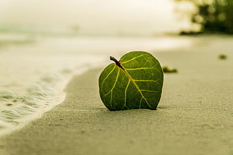 Green Leaf on Sandy Beach Shoreline