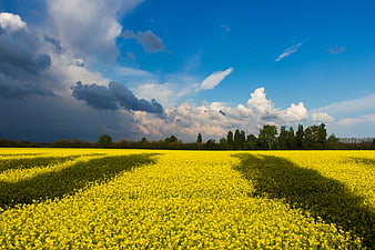 Vibrant Yellow Rapeseed Field with Dramatic Cloud Shadows