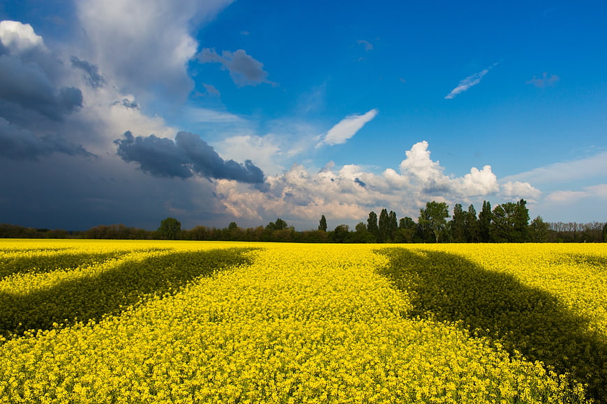 Vibrant Yellow Rapeseed Field with Dramatic Cloud Shadows