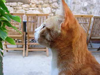 Orange And White Cat Profile In Garden