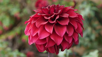 Close-up of a vibrant red dahlia flower in a garden