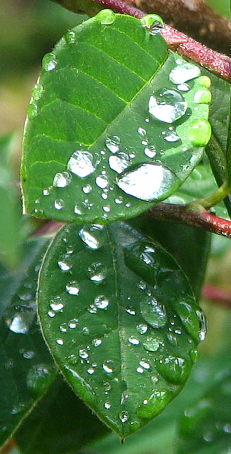 Close-up of green leaves with glistening water droplets