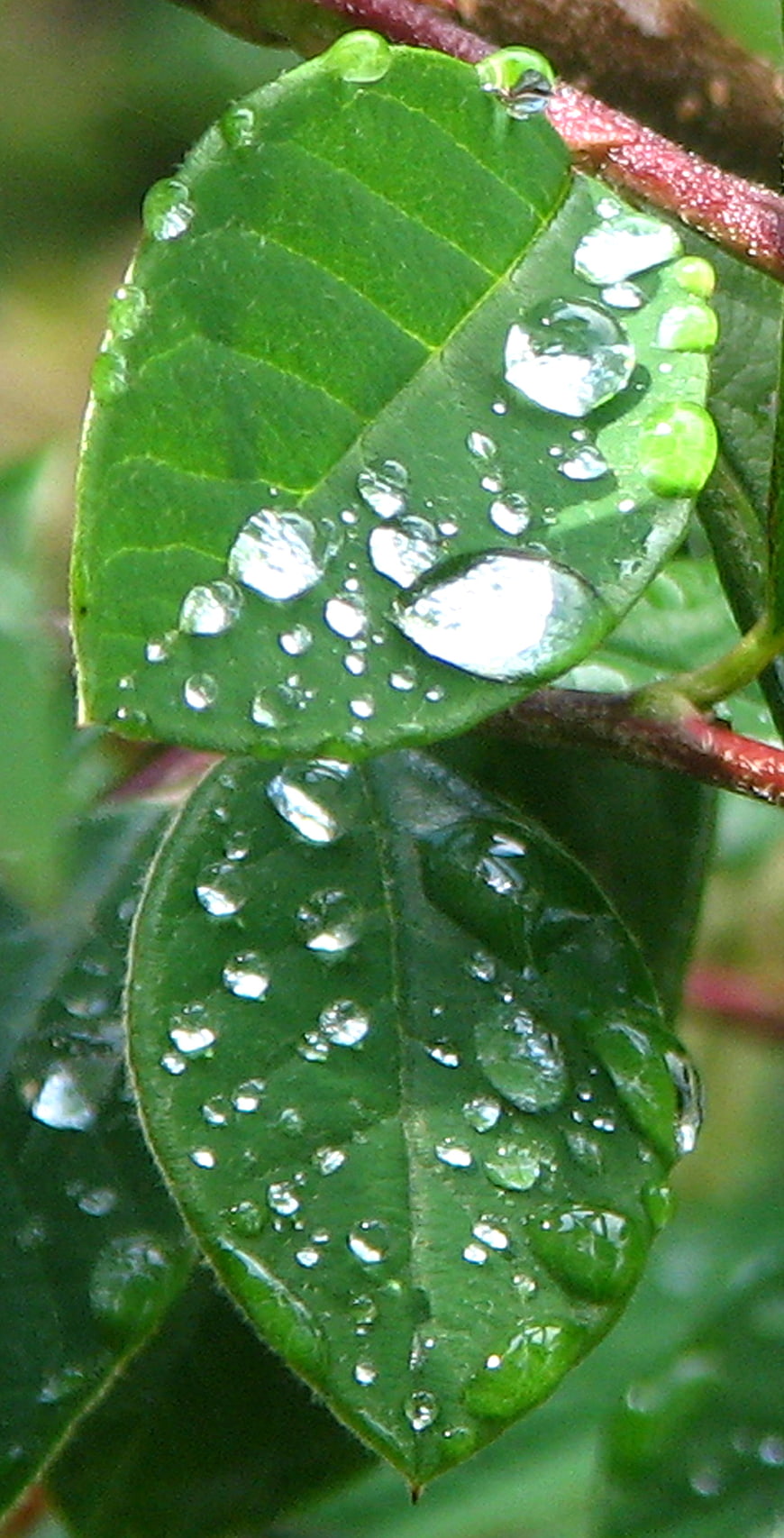 Close-up of green leaves with glistening water droplets