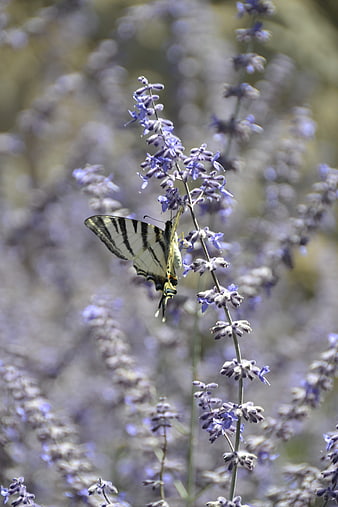 Eastern Tiger Swallowtail Butterfly on Lavender