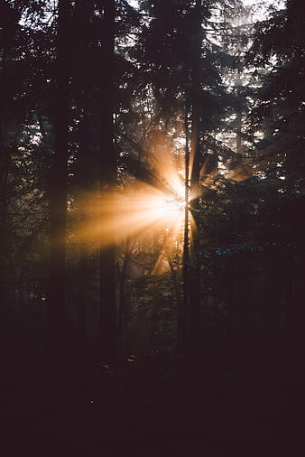 Sunbeams shining through dark forest trees in misty morning